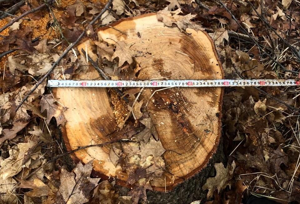 На Городенківщині незаконно зрубали дерева: шукатимуть винних 1