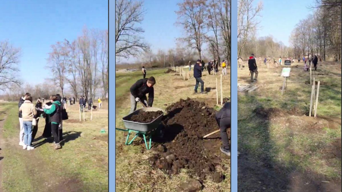 У Коломиї висадили 65 канадських дубів на Алеї Добровольців 8