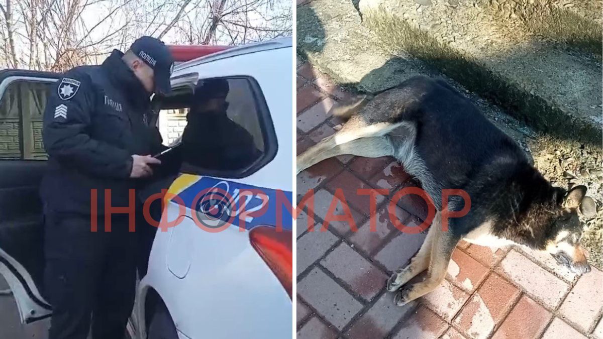 У Болехові невідомі отруїли собак, вижила лише одна. Працює поліція 1