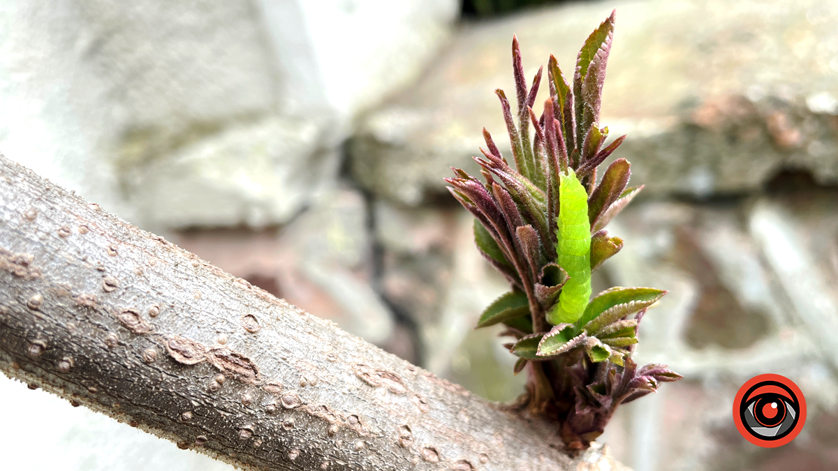 Яскрава та мальовнича | Якою була Коломия в березні 2024 2