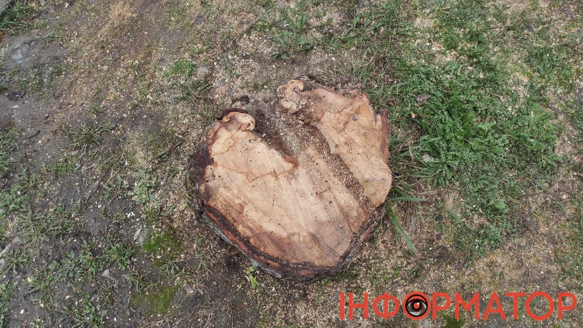 Зрізане дерево на вул. Січових Стрільців