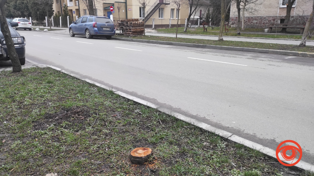 Мораторій, але вибірковий: у Коломиї зрізали ще 3 дерева 3