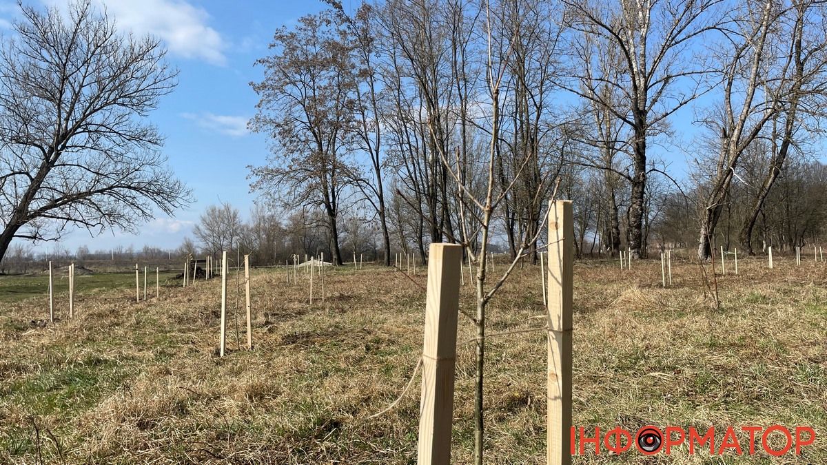 У Коломиї висадили 65 канадських дубів на Алеї Добровольців 5