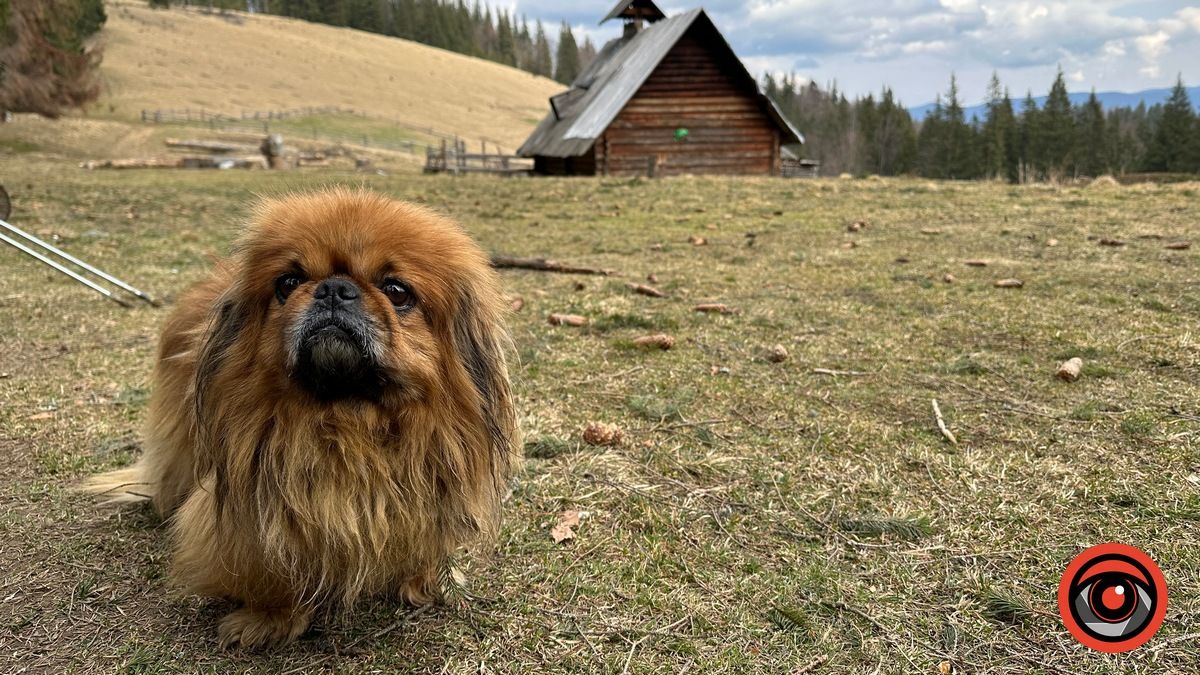Карпати сьогодні. Фоторепортаж 13