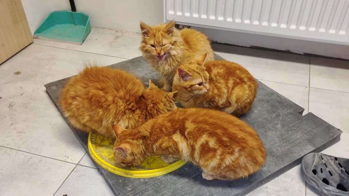 Чотирилапі у Коломиї шукають теплий дім і люблячу родину 5