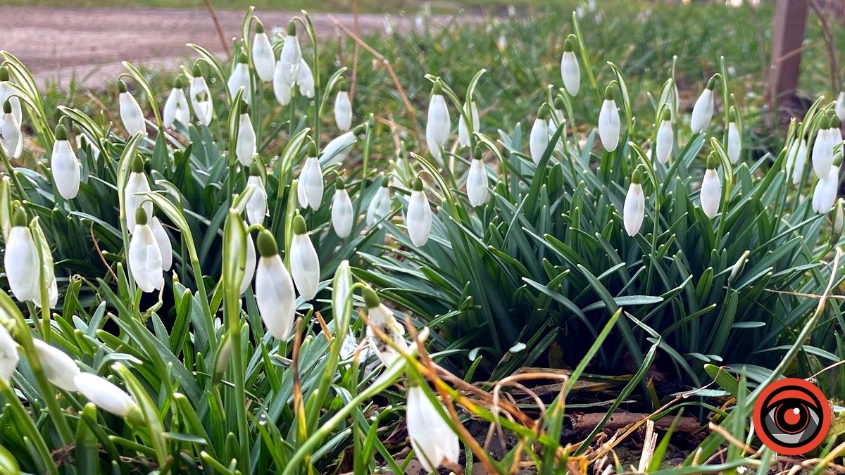 Погода у Коломиї 16 березня