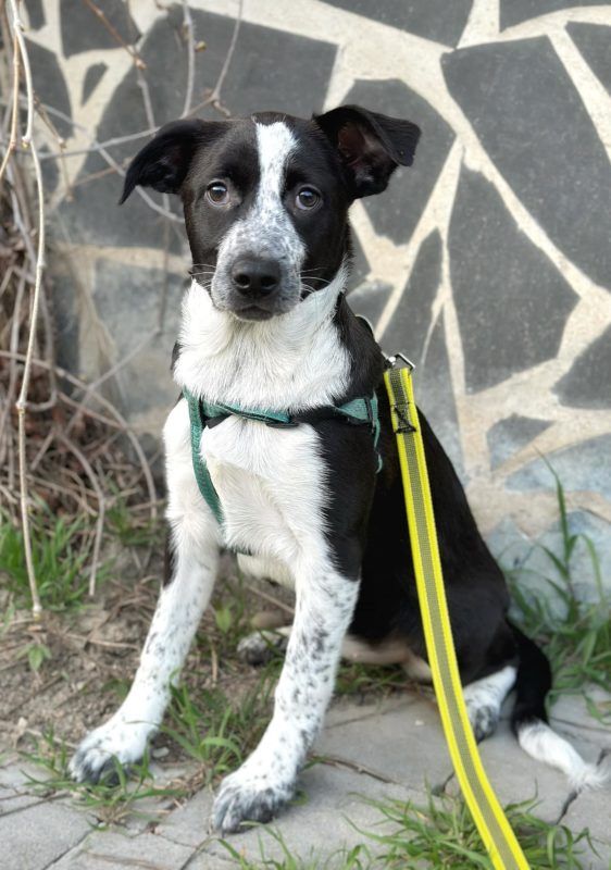 Пухнастики у Коломиї шукають люблячу родину 3