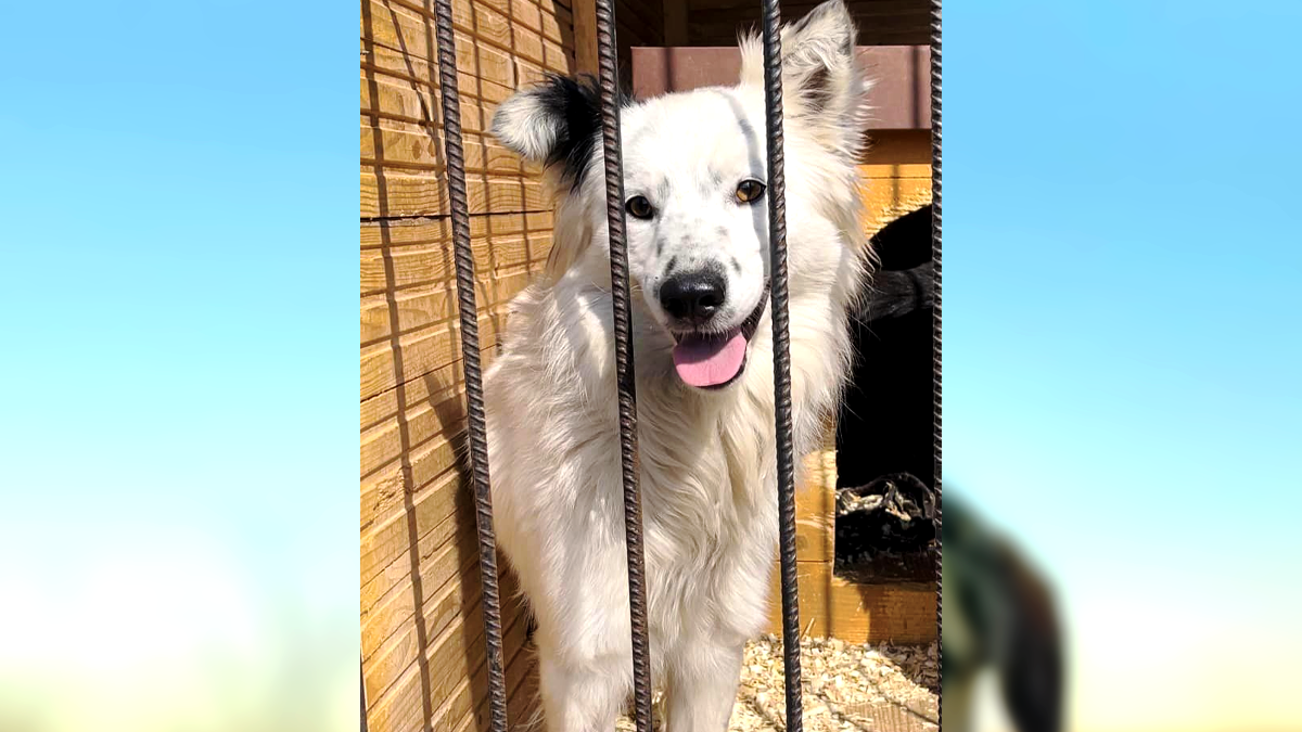 Хвостаті малята шукають друзів: добірка чотирилапих 5