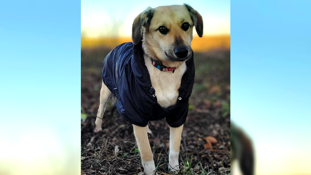 Хвостаті малята шукають друзів: добірка чотирилапих 4