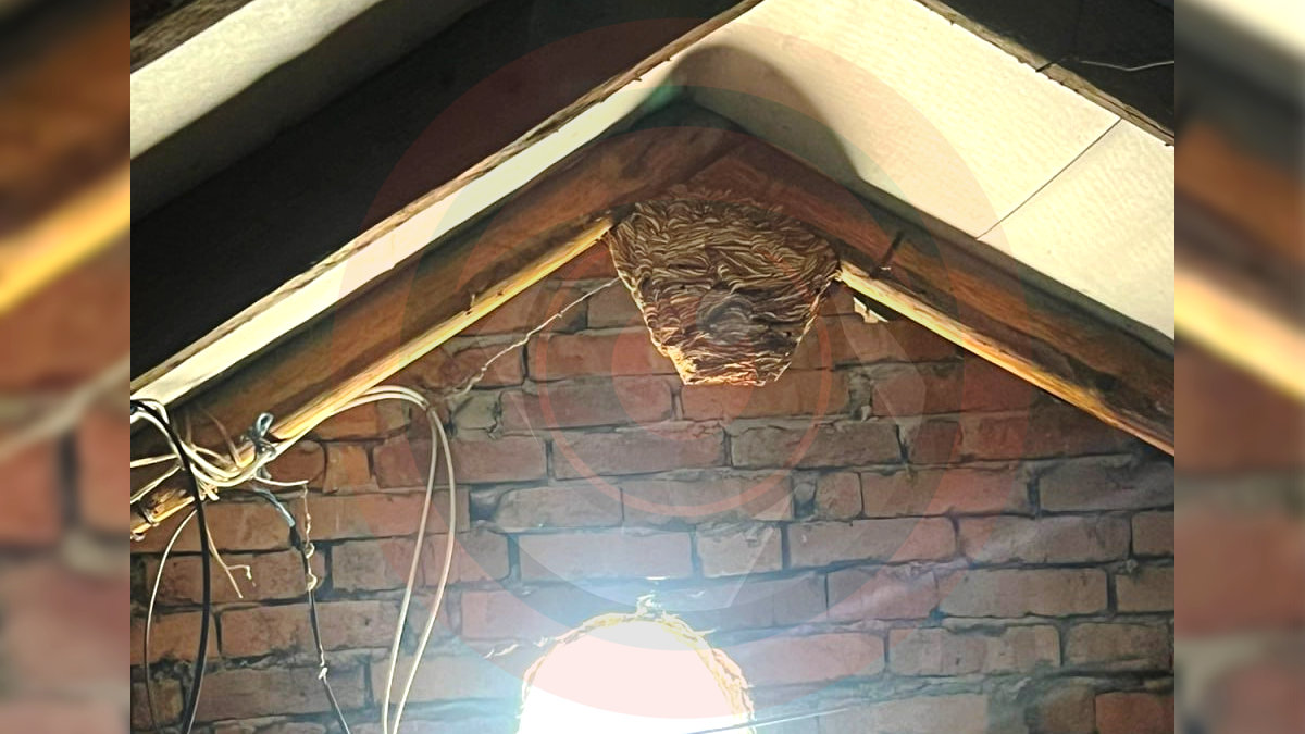 Сезон відкрито: на Городенківщині рятувальники ліквідували гніздо шершнів 1