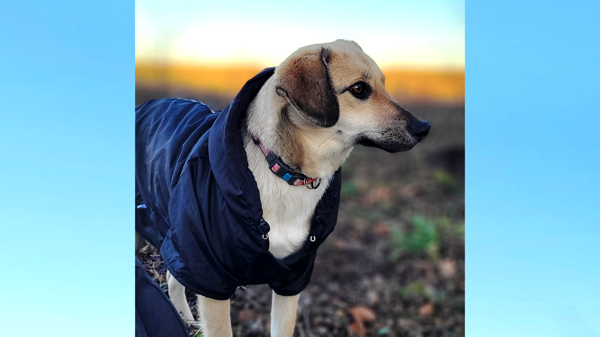 Чотирилапі у Коломиї шукають теплий дім і люблячу родину 3