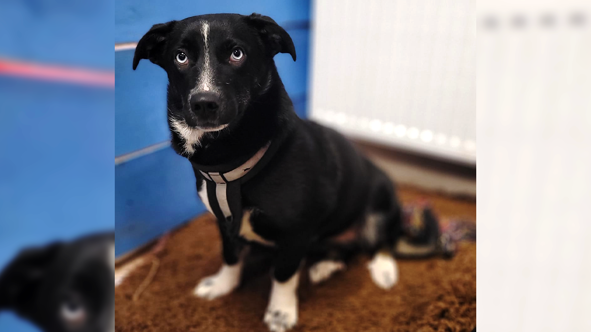 Хвостаті малята шукають друзів: добірка чотирилапих 1