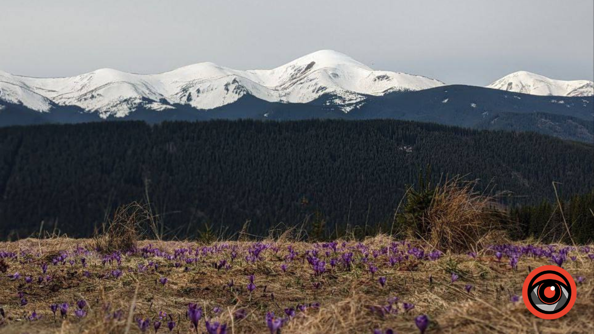 Інстаграмні локації з крокусами в Карпатах 2