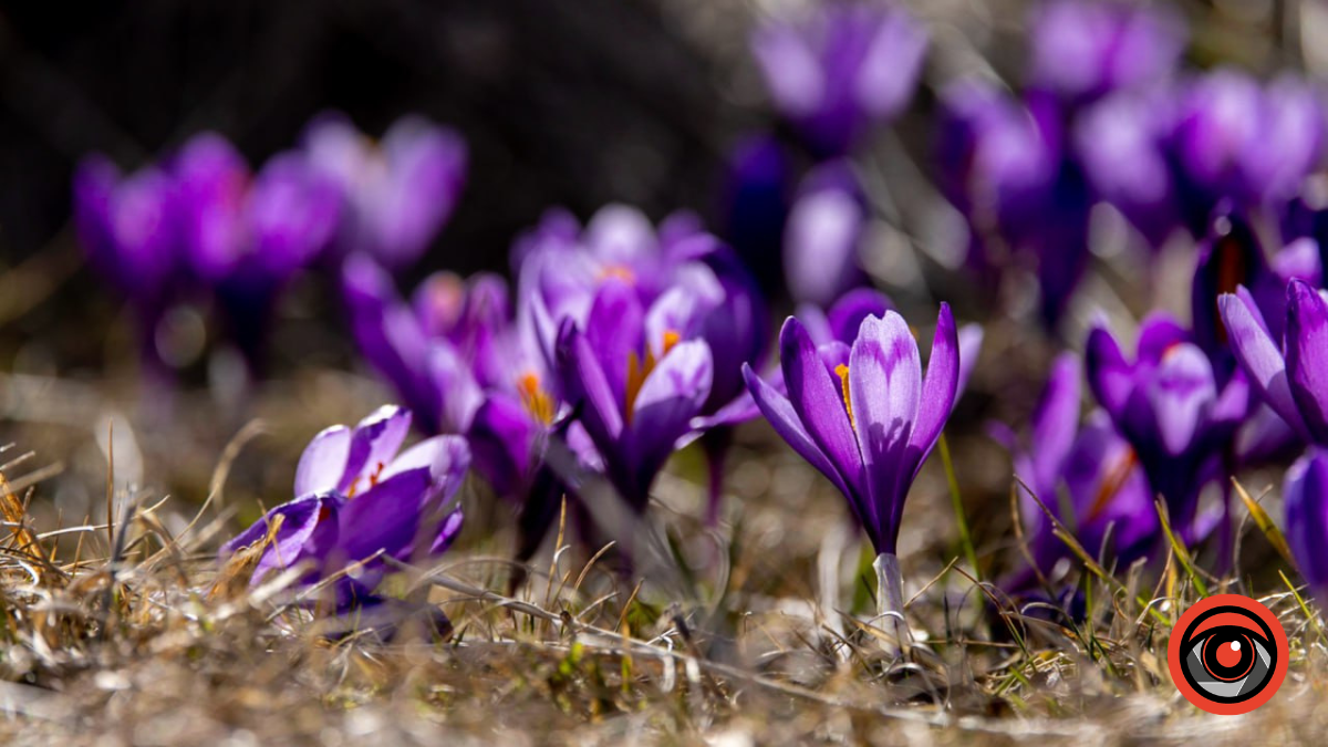 Інстаграмні локації з крокусами в Карпатах 3