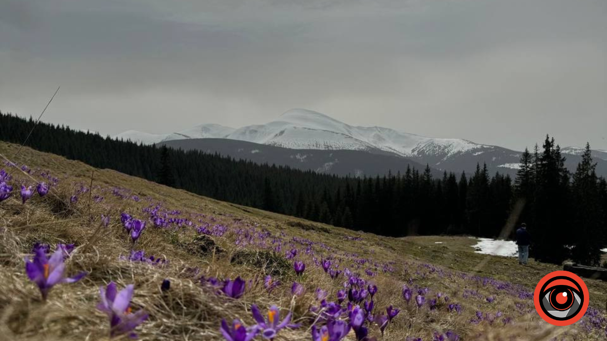 Інстаграмні локації з крокусами в Карпатах 5