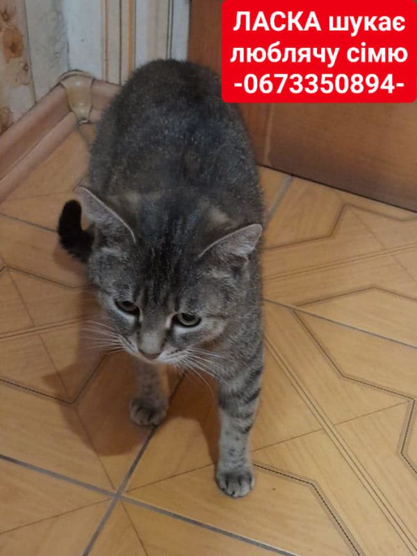 Чотирилапі друзі шукають теплий дім у Коломиї 7