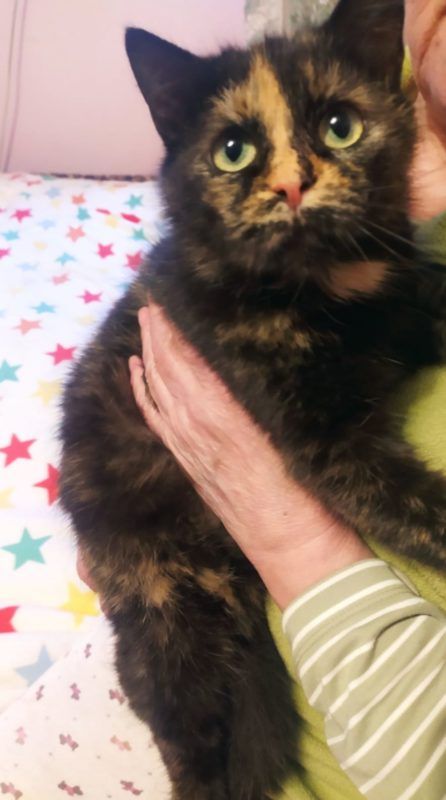 Чотирилапі друзі шукають теплий дім у Коломиї 6