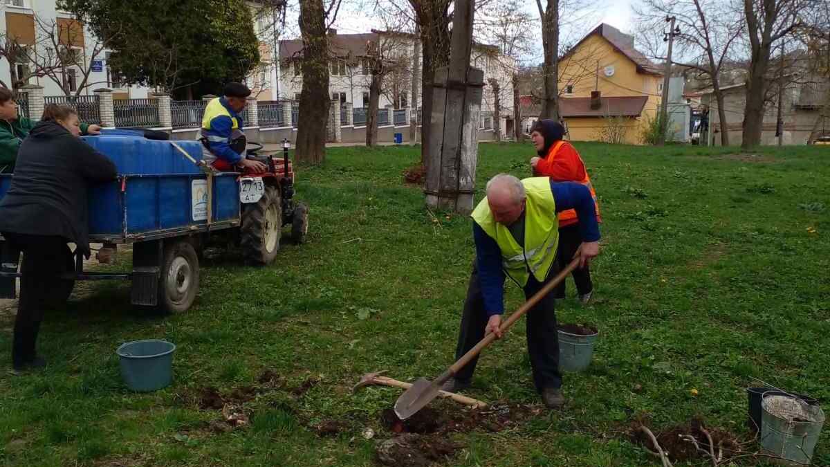 У Городенці озеленюють місто молодими липами