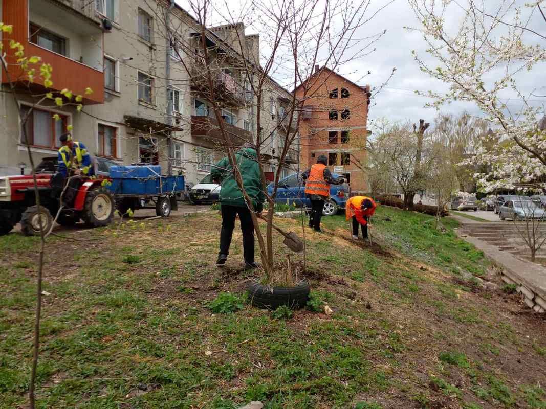 У Городенці озеленюють місто молодими липами 3