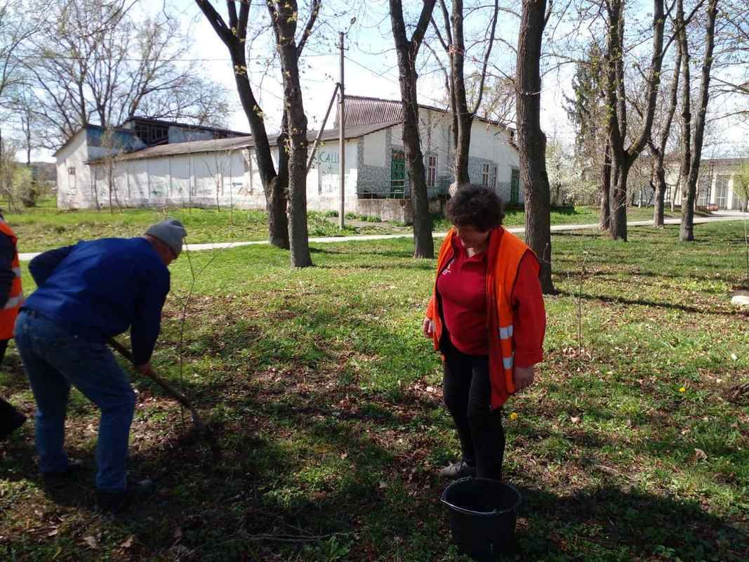 У Городенці озеленюють місто молодими липами 1