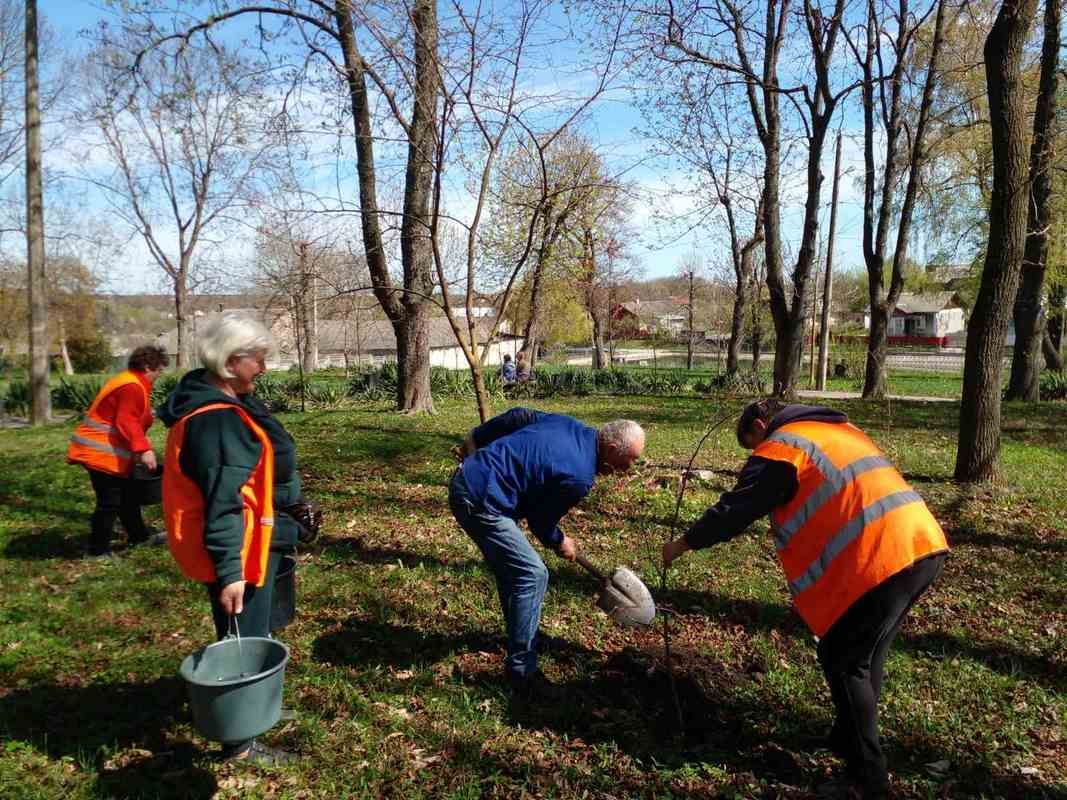 У Городенці озеленюють місто молодими липами 2