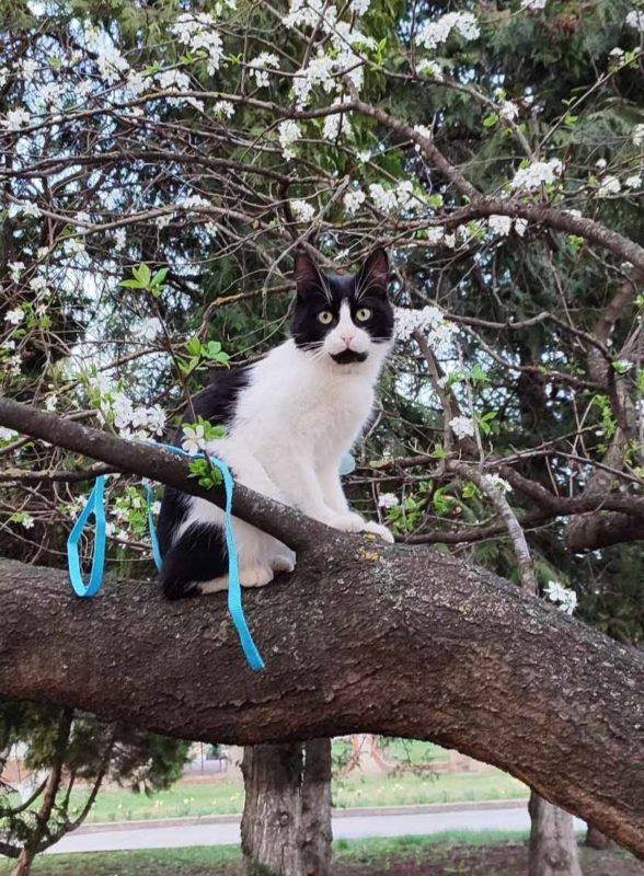 Чотирилапі друзі шукають теплий дім у Коломиї 5