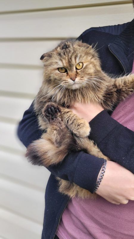 Неймовірні хвостики шукають люблячий дім у Коломиї 2