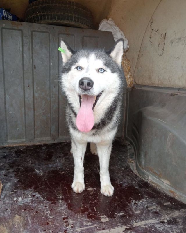 Чотирилапі пухнастики в пошуках нового дому та родини 3