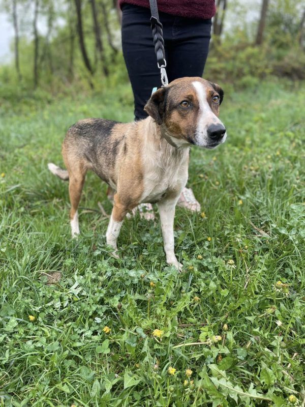 Неймовірні хвостики шукають люблячий дім у Коломиї 6