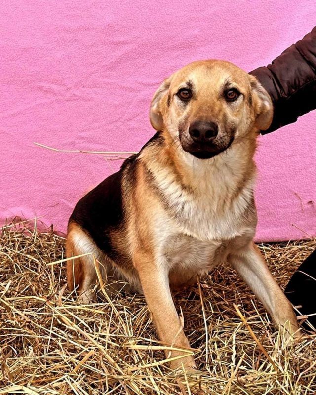 Неймовірні хвостики шукають люблячий дім у Коломиї 4