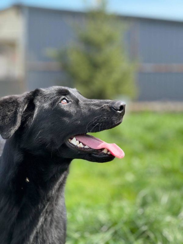 Неймовірні хвостики шукають люблячий дім у Коломиї 3