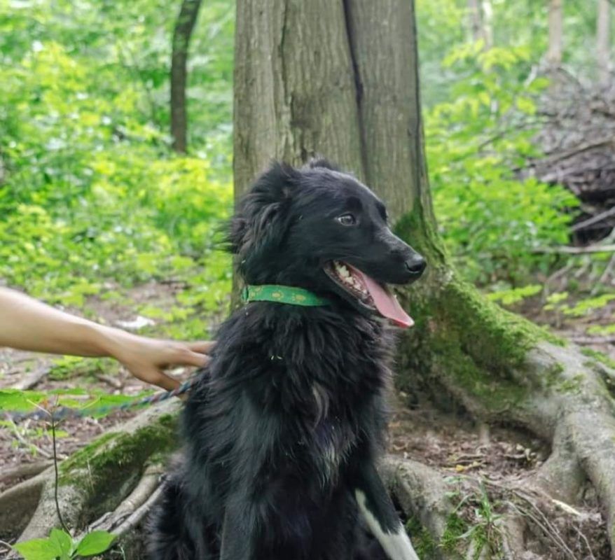 Чотирилапі пухнастики в пошуках нового дому та родини 4