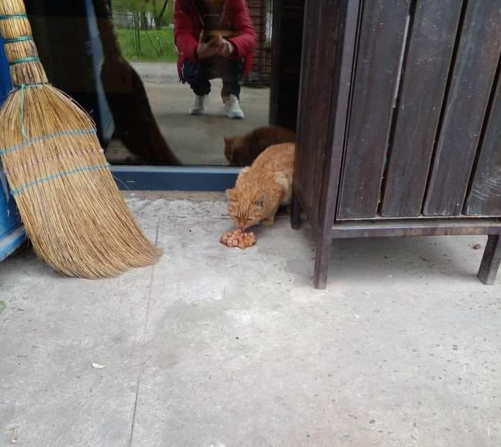 Чотирилапі пухнастики в пошуках нового дому та родини 6