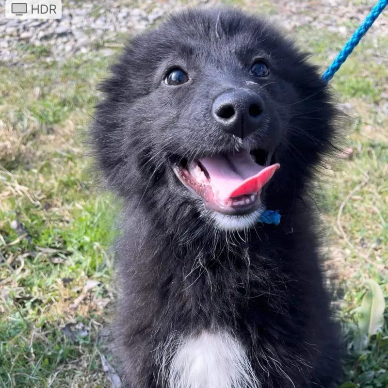 Чотирилапі пухнастики в пошуках нового дому та родини 5