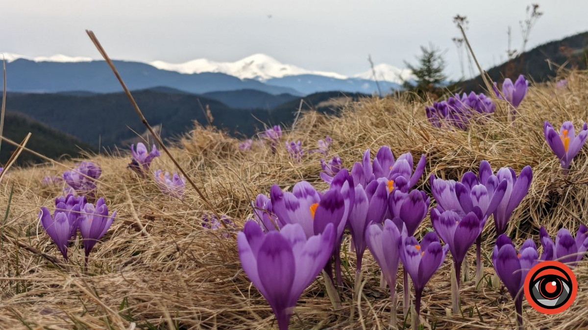 Інстаграмні локації з крокусами в Карпатах 1