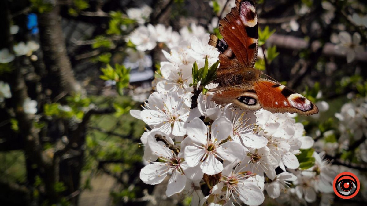 У Ворохті перетворюють гуцульську хату на центр психологічної реабілітації 4