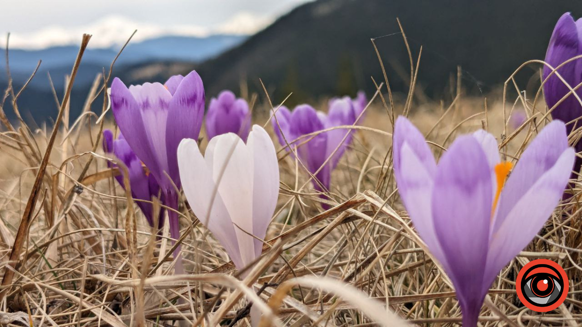 Інстаграмні локації з крокусами в Карпатах 4