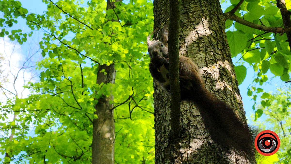 Погода у Коломиї 29 квітня