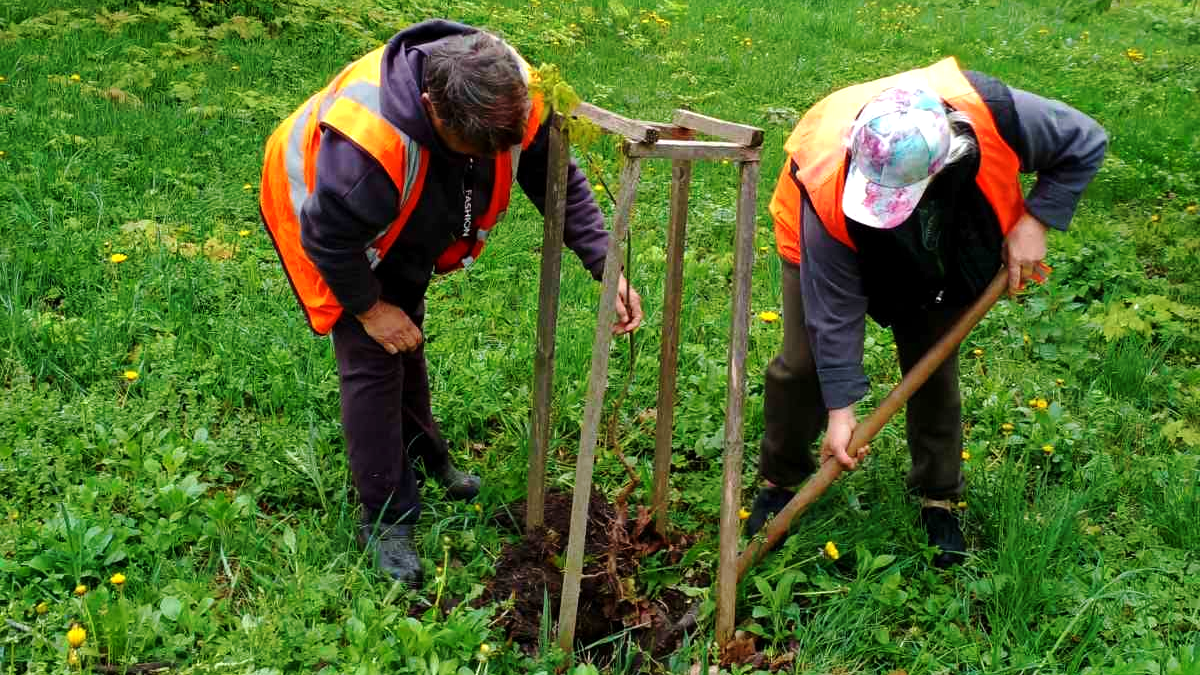 У Городенці висадили алею черешатого дуба 2