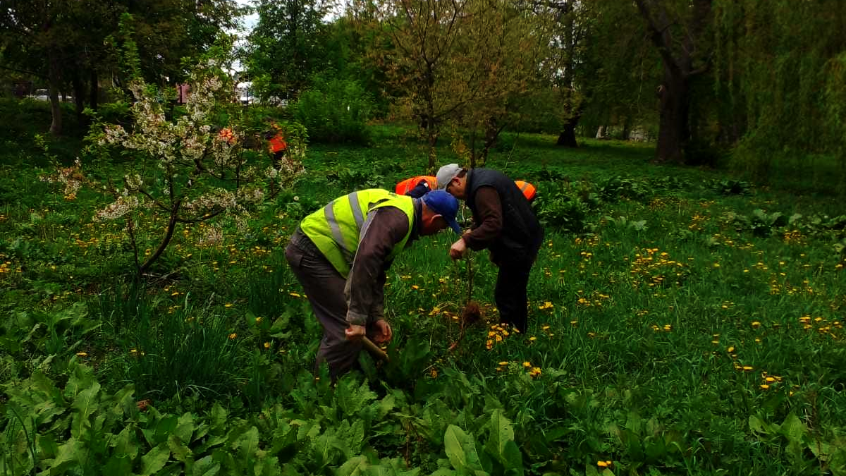 У Городенці висадили алею черешатого дуба 3