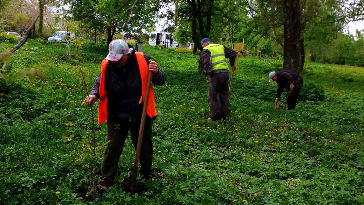 У Городенці висадили алею черешатого дуба
