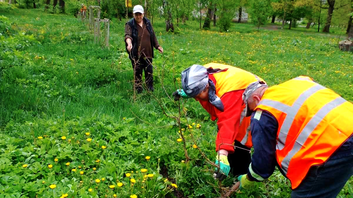 У Городенці висадили алею черешатого дуба 1