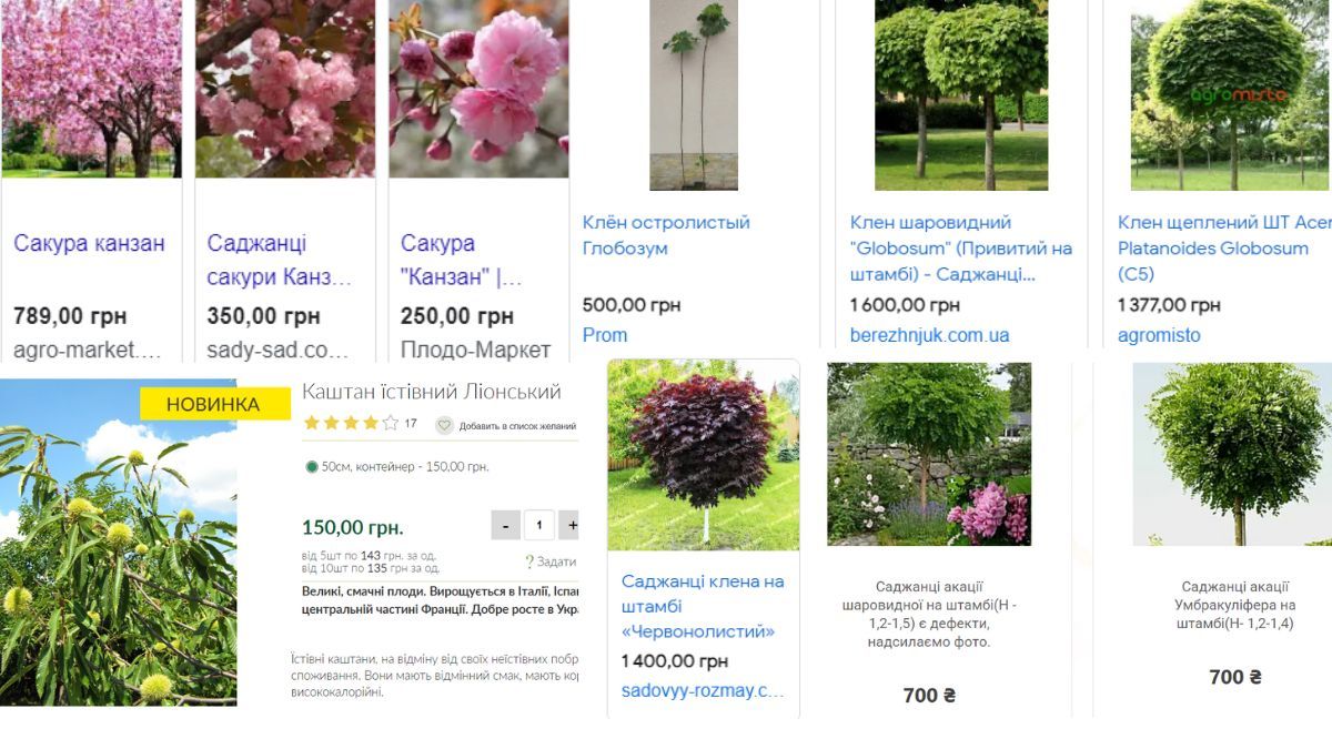 У Коломиї закуповують каштани, акації, сакури і клени. Середня ціна за саджанець сягає 3000 грн 1