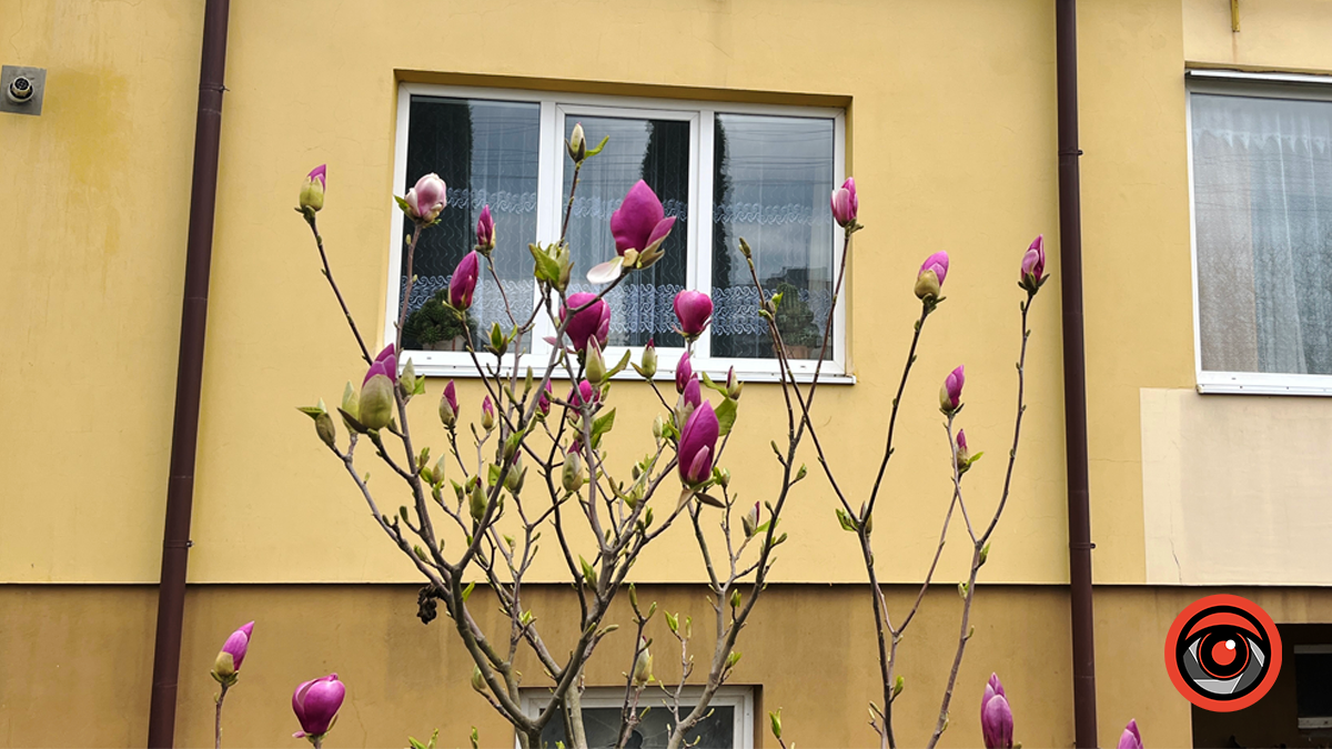 Коломия квітуча | Фоторепортаж весняного міста 1