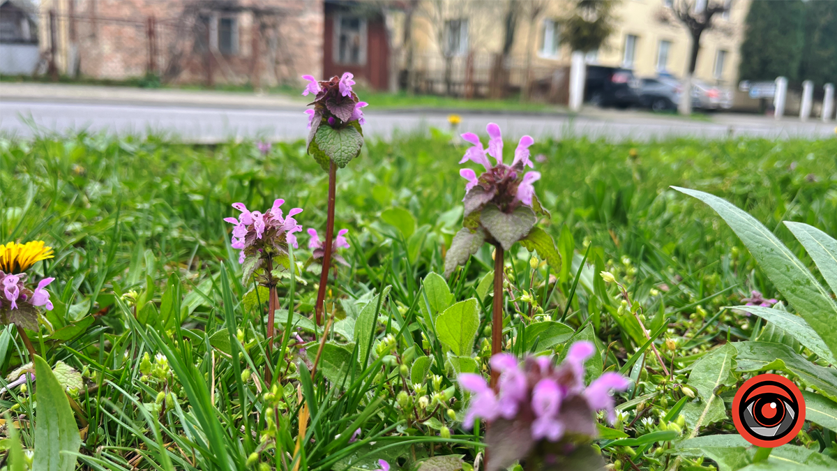 Коломия квітуча | Фоторепортаж весняного міста 10