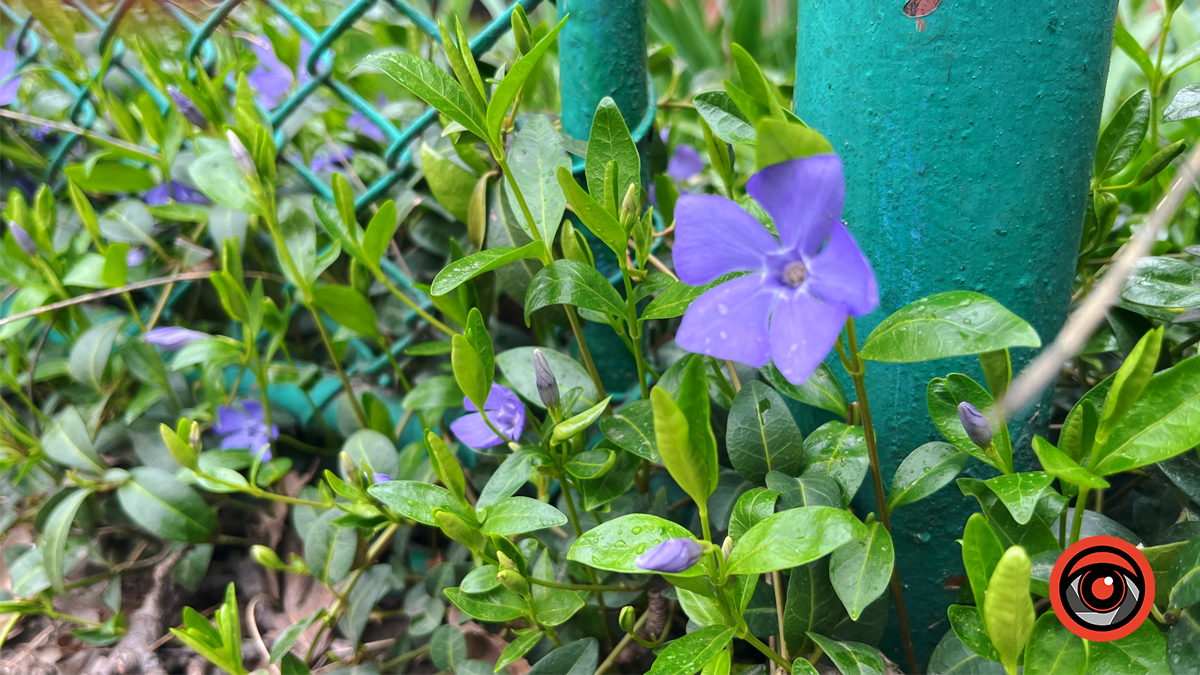 Коломия квітуча | Фоторепортаж весняного міста 11