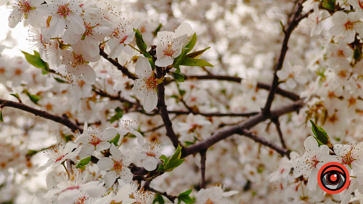 Фото Світлани Хіміч