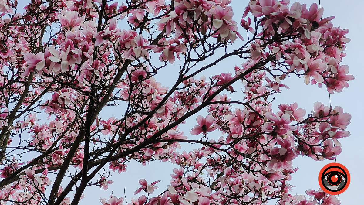 Фото Світлани Хіміч