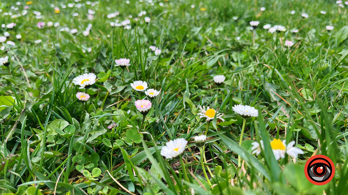 Коломия квітуча | Фоторепортаж весняного міста 2