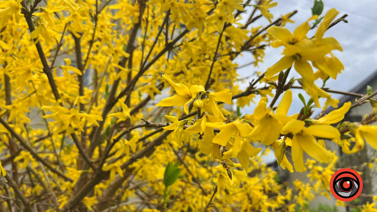 Коломия квітуча | Фоторепортаж весняного міста 3